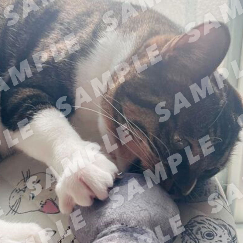 Nyansaku - Digital Cat Cheki