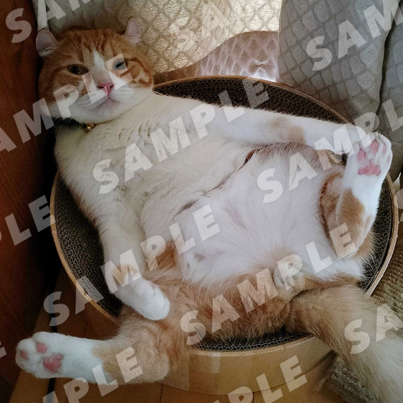 Kibi-kun - Digital Cat Cheki