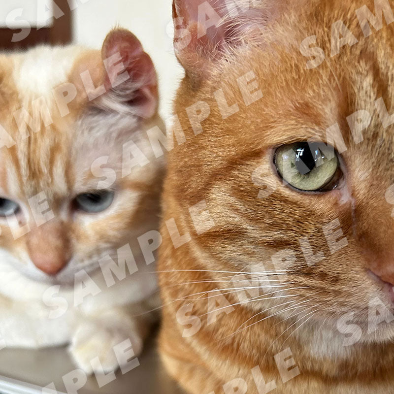 迈克尔(棕色)和珍妮特(白色)