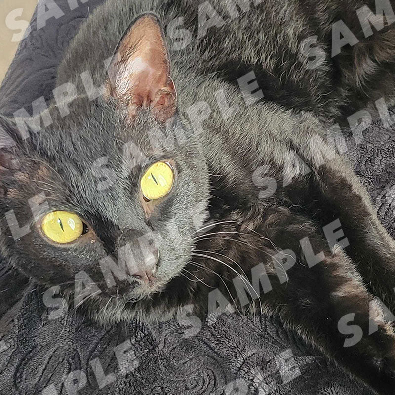 Clyde-chan - Digital Cat Cheki