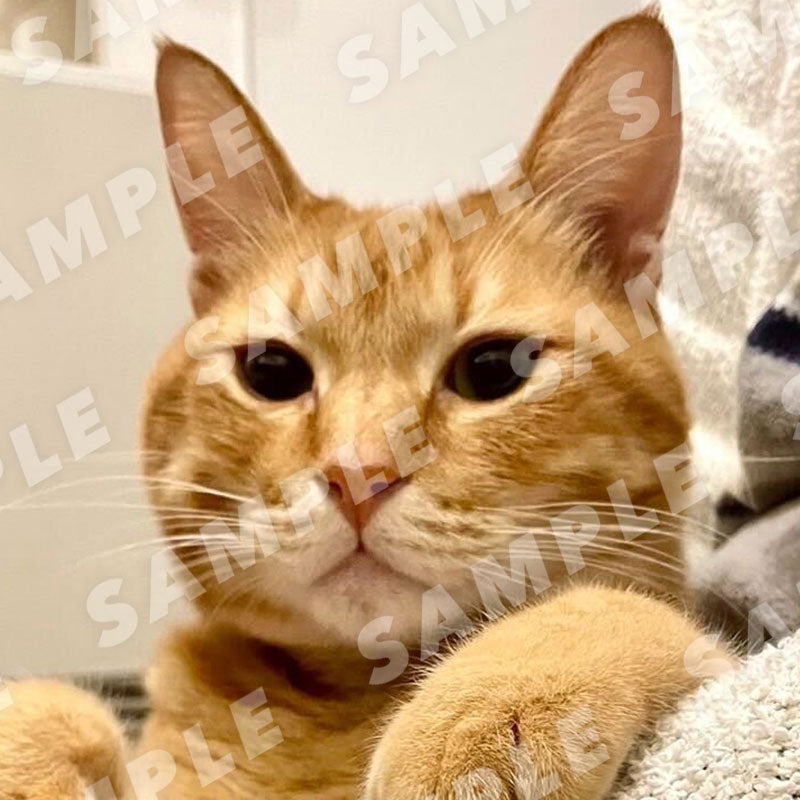 诺亚(亡灵世界之王,审判亡灵)