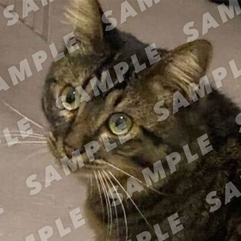 Honpo - Digital Cat Cheki