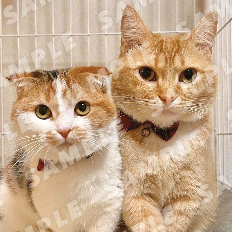 Rin-chan (tabby) & Haru-chan (Calico) - Digital Cat Cheki