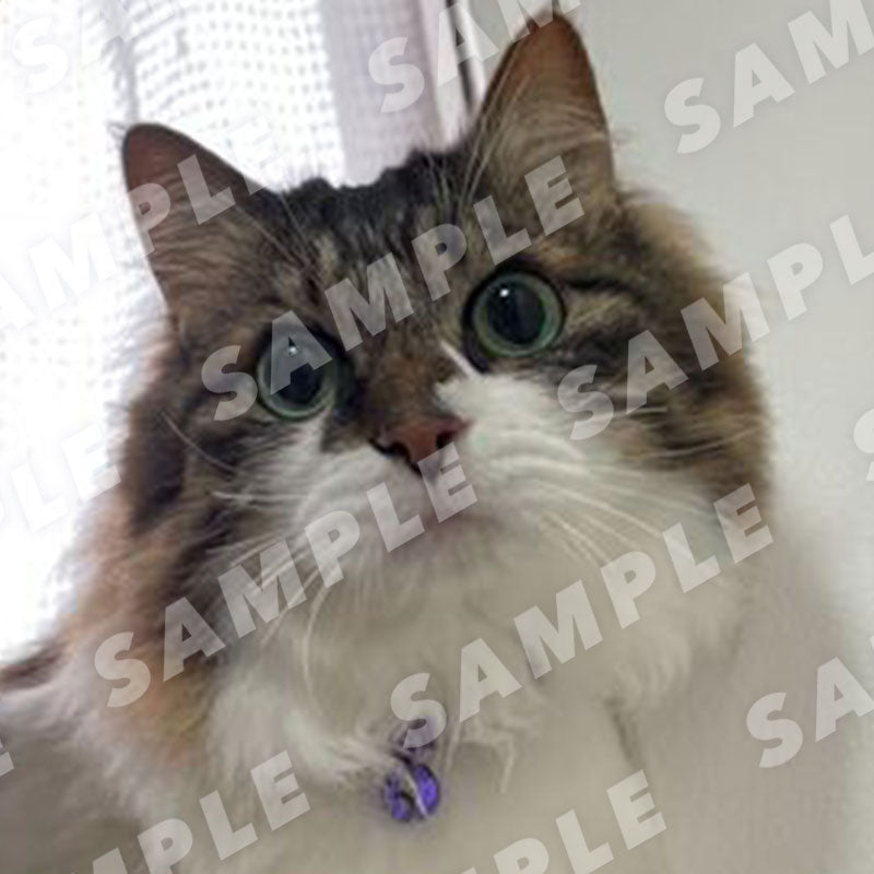 Hina-chan - Digital Cat Cheki