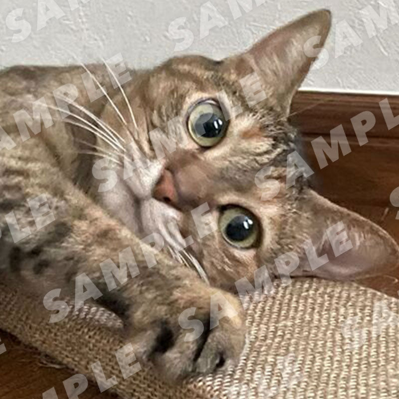 Mugi-chan - Digital Cat Cheki