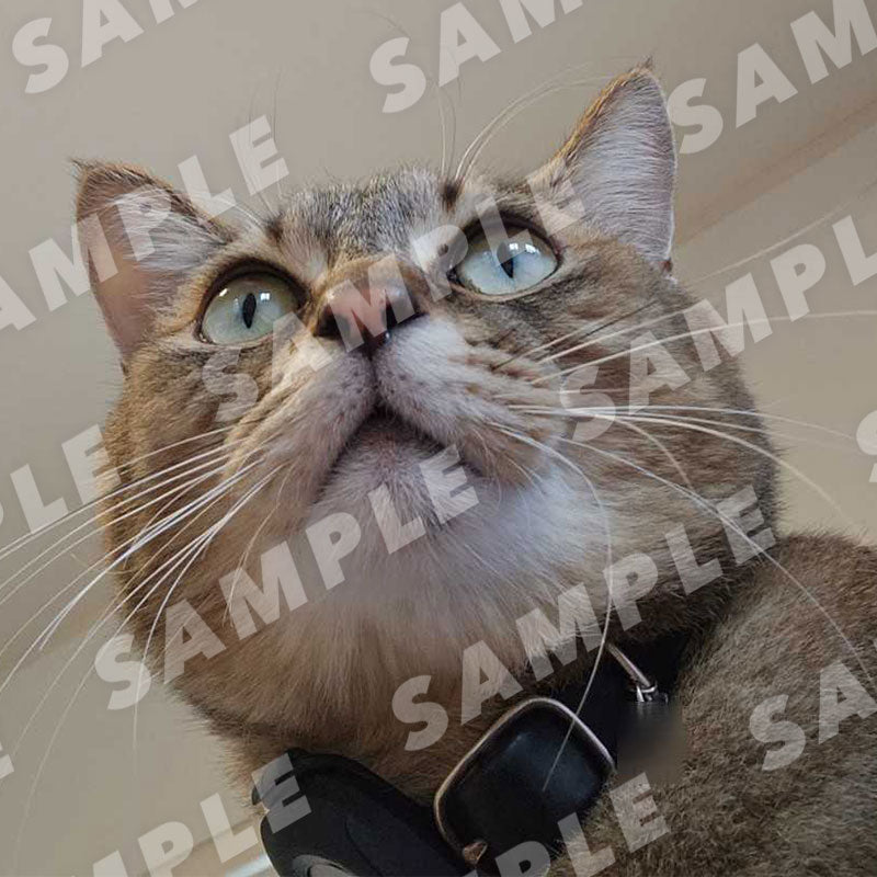 Uni-kun - Digital Cat Cheki