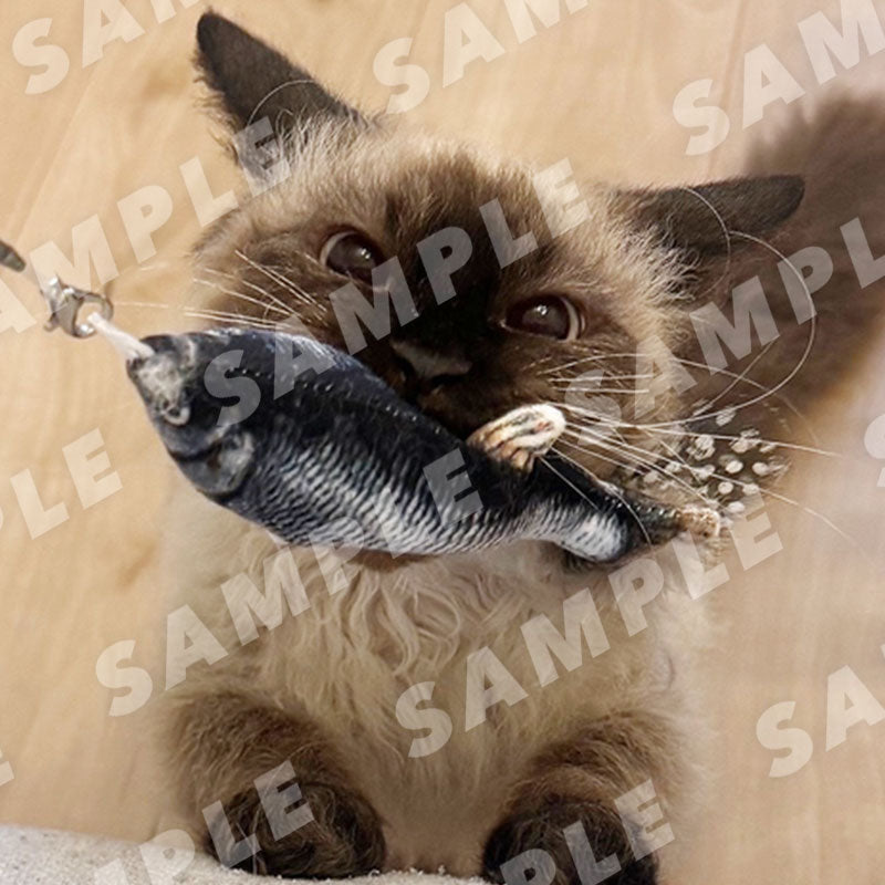 Schaf - Digital Cat Cheki