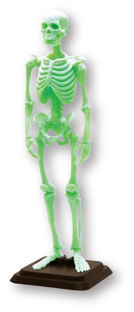 Natural History Modeling Club・Ichi 1/12 Human Skeleton II, Box of 4