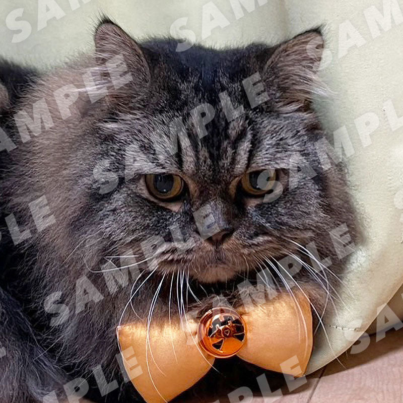 Ui-chan - Digital Cat Cheki