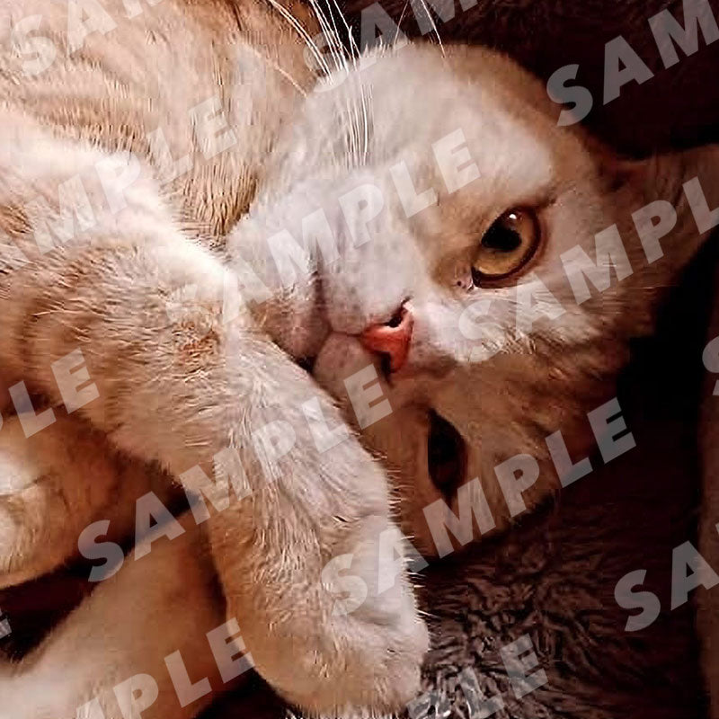 被妻子、女儿、精灵等收养的男子。