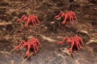 Muv-Luv Alternative 1/144 BETA 坦克级(4 件套)