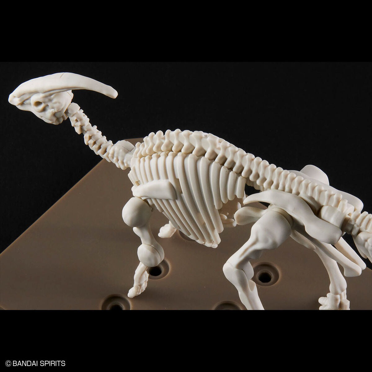 拼装恐龙模型 鹦鹉螺