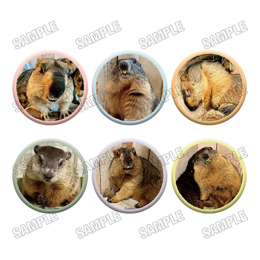 [Single item/BOX] Marmot Cafe "Marmot Village" Can badge collection 6 pieces BOX