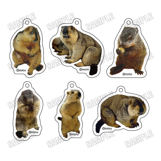 [单品/盒] Marmot Cafe“Marmot Village”Mejirushi Charm Collection 6 件盒