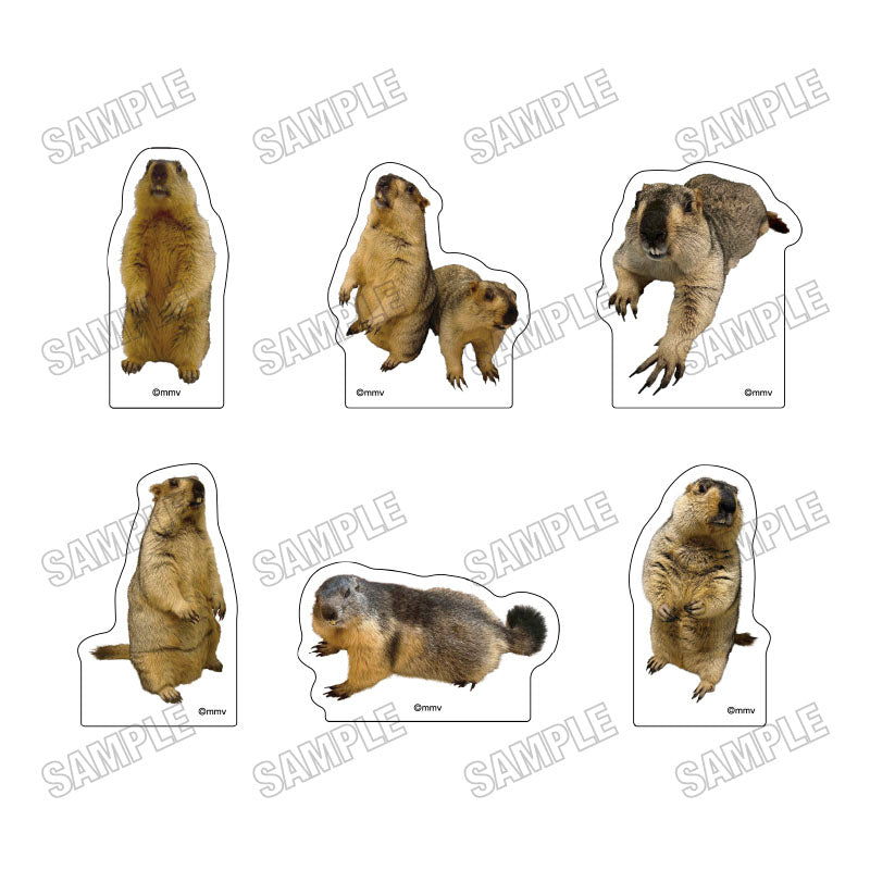 [单品/盒] Marmot Cafe“Marmot Village”亚克力块系列 6 块盒