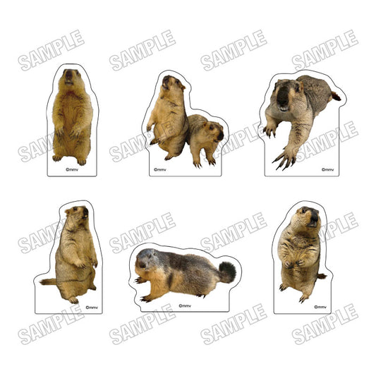 [单品/盒] Marmot Cafe“Marmot Village”亚克力块系列 6 块盒