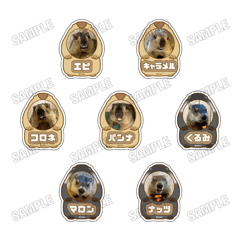 [Single item/BOX] Marmot Cafe "Marmot Village" Acrylic name badge collection [vol.1] 7 pieces BOX