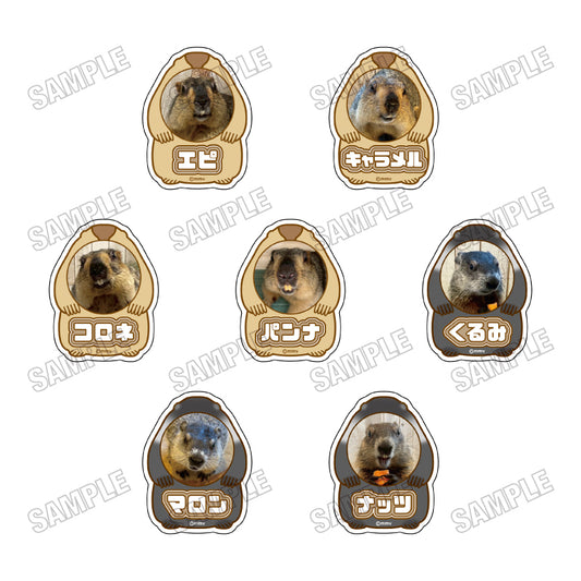 [Single item/BOX] Marmot Cafe "Marmot Village" Acrylic name badge collection [vol.1] 7 pieces BOX