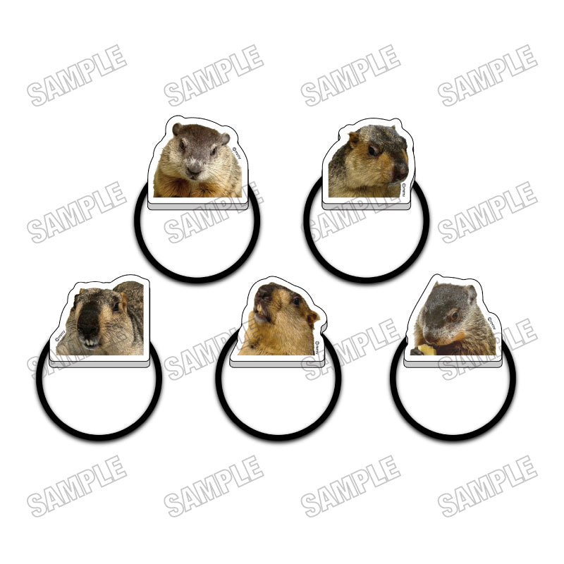 [Single item/BOX] Marmot Cafe "Marmot Village" Acrylic hair tie collection 5 pieces BOX