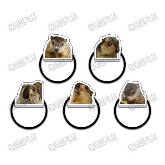 [Single item/BOX] Marmot Cafe "Marmot Village" Acrylic hair tie collection 5 pieces BOX
