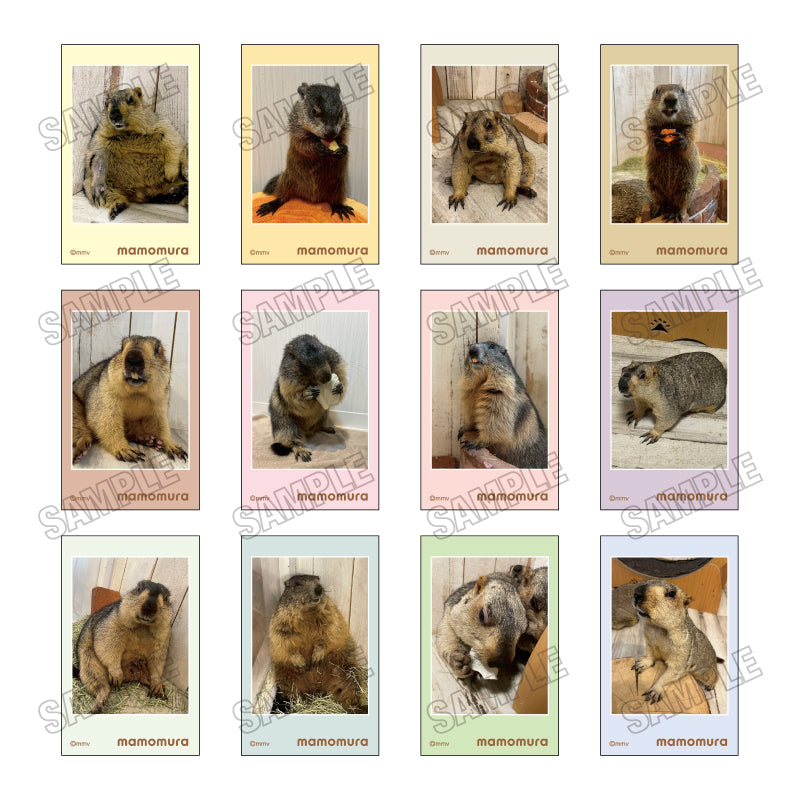 [Single item/BOX] Marmot Cafe "Marmot Village" Mini Photo Card Collection 6 pieces BOX