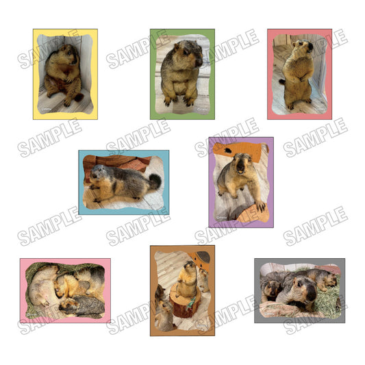 [单品/盒] Marmot Cafe“Marmot Village”贴纸系列 8 张盒